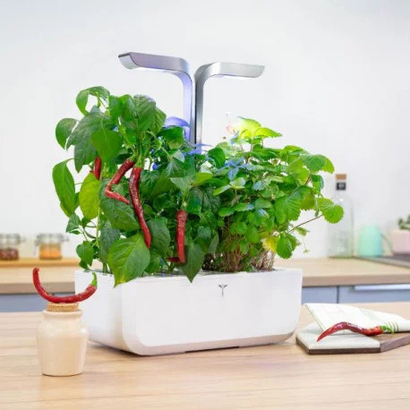 Véritable Lingot Cayenne ostre chili